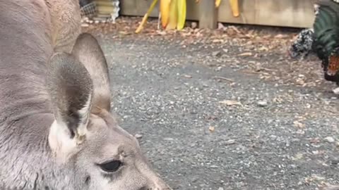 Kangaroo diaries only in Australia 🇦🇺