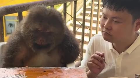 😂🐒 Monkey's Hilarious Fail! | FunFM