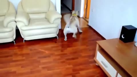 Funny Dog -