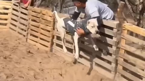 Dogo fighting boar and wrecking a peccary