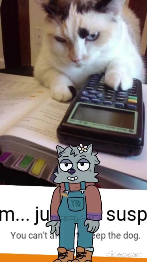 funny cats complet.mp4