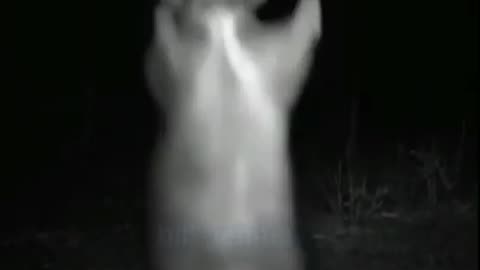 Weird Creature Caught on Camera(Very Creepy Sound)
