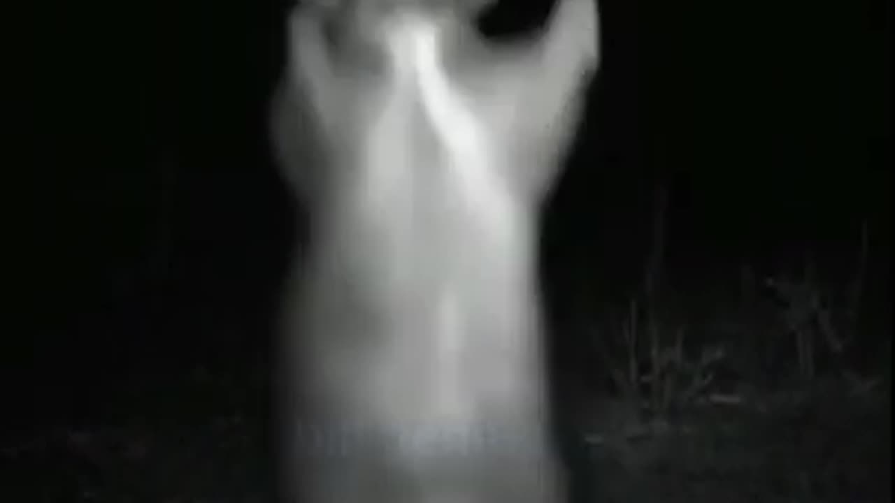 Weird Creature Caught on Camera(Very Creepy Sound)