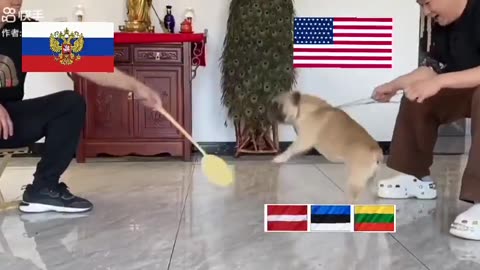 Baltic Tigers Now Trolled Even in China! 😂