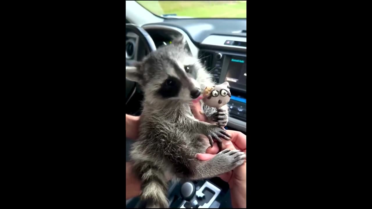 Funniest animals