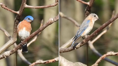 Male & Female Bluebirds Side by Side