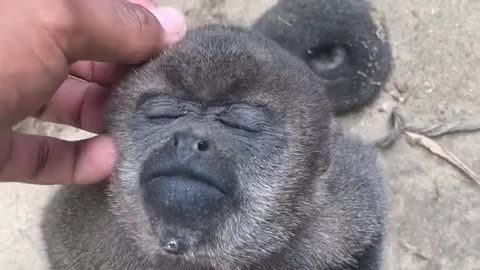 Little fella