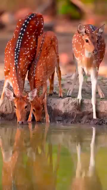 Stay hydrated 💧 #Shorts #Animals #WiIdlife