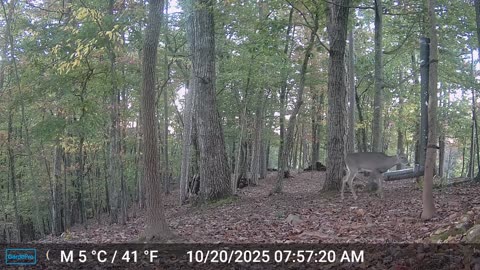 The Woods – 10/20/2025