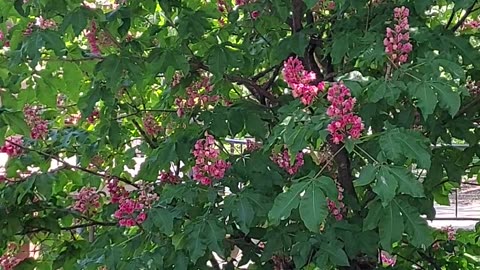 ornamental tree sawing in the breeze