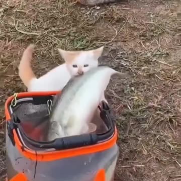 No kitty! Don't steal!!!