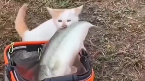 No kitty! Don't steal!!!