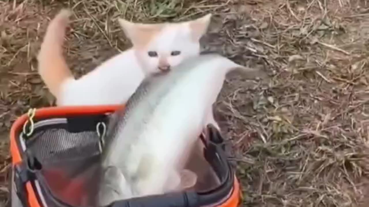 No kitty! Don't steal!!!