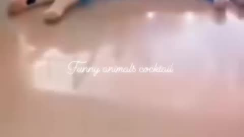 Funny animal
