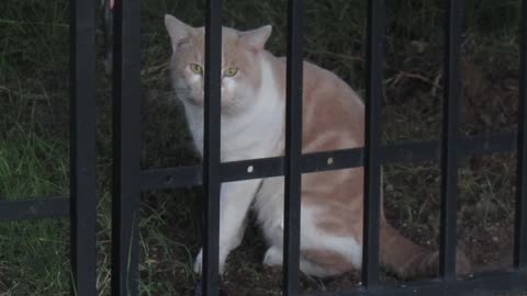 Video of Feral Cat