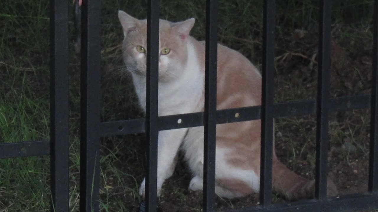 Video of Feral Cat