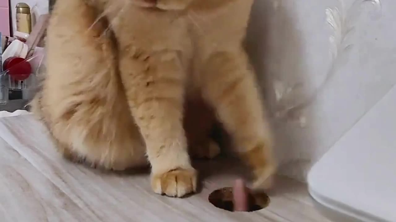 "How to make your cat malfunction in 3 seconds 😼🌀"