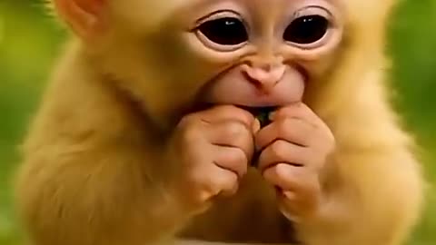 Funny Monkey🐒🐒🐵😂😂