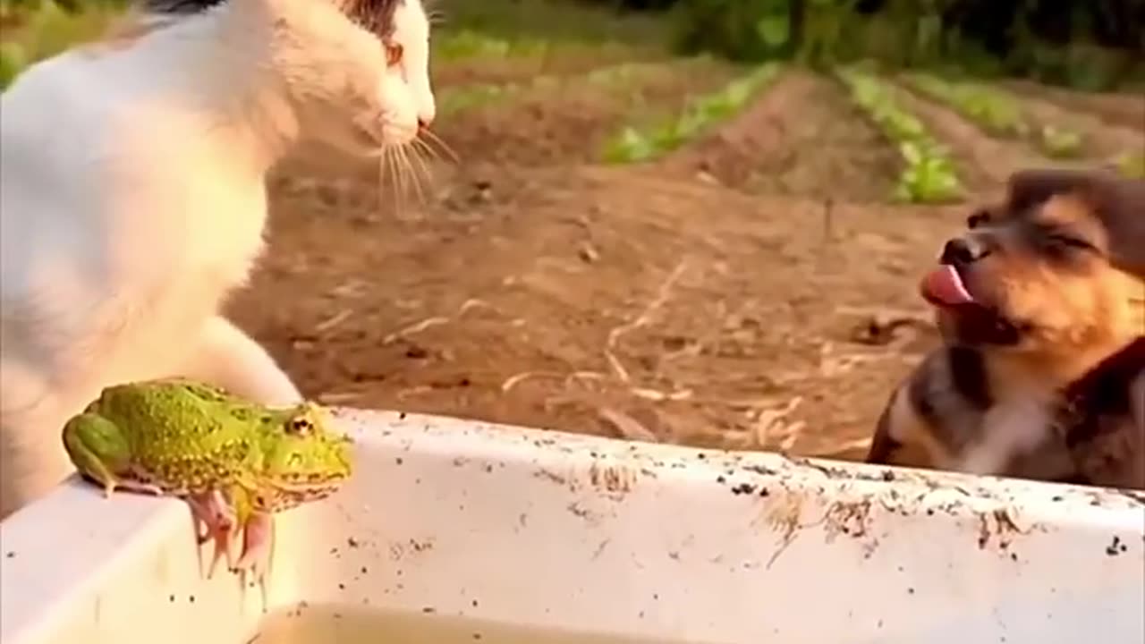 Wait For The End…! 🤣😂 #dog #cat