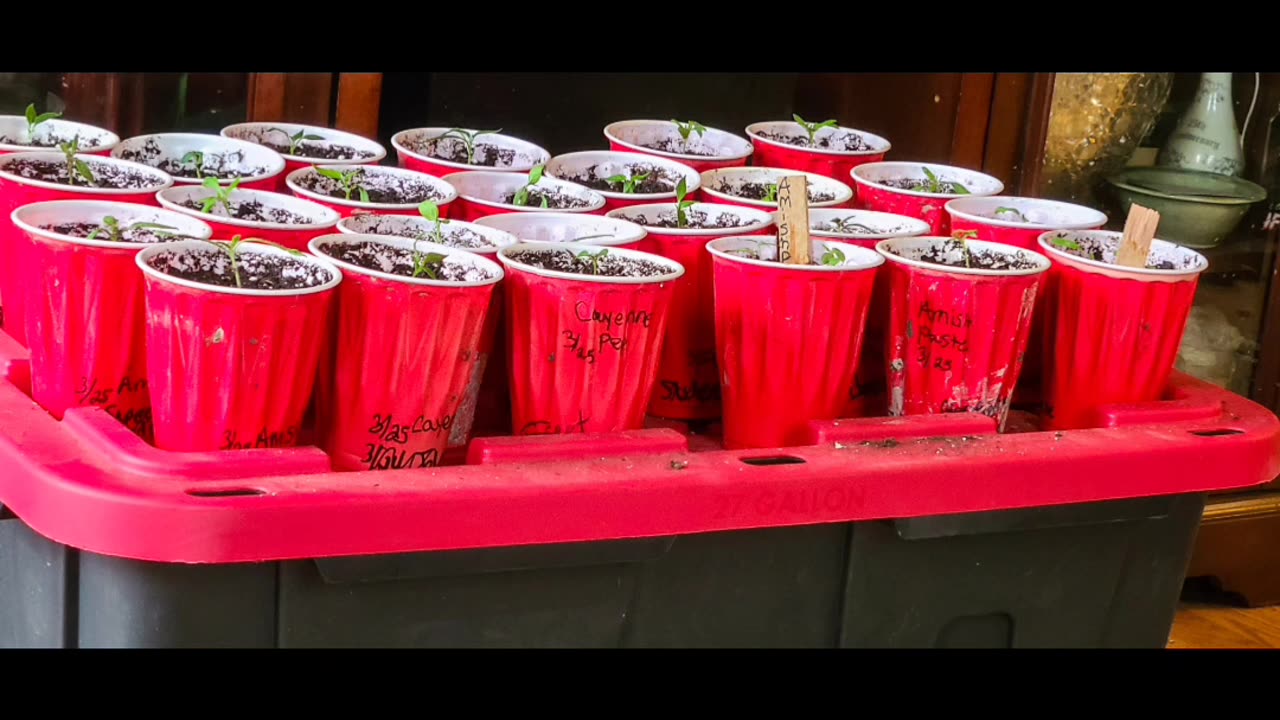 Solo Cup Love