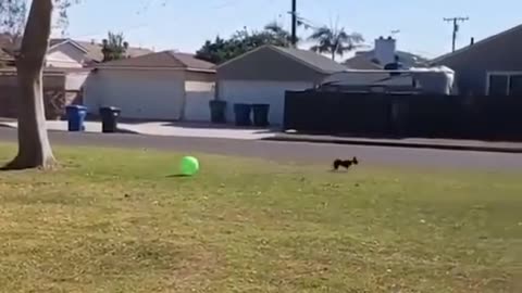 Funny pets