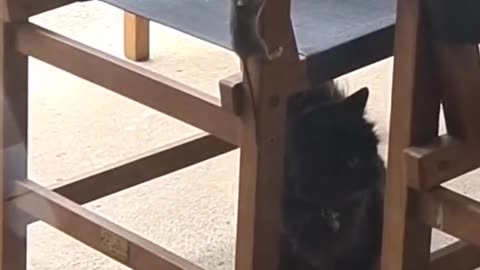 Funny animals