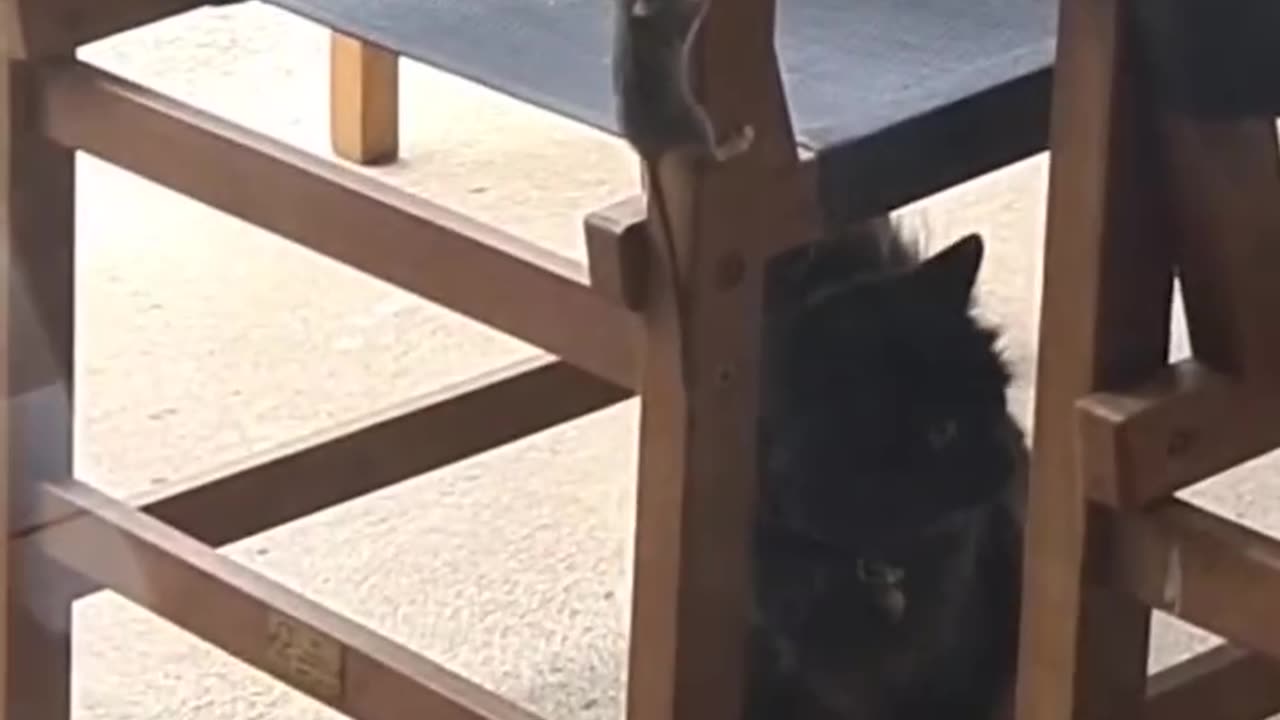 Funny animals