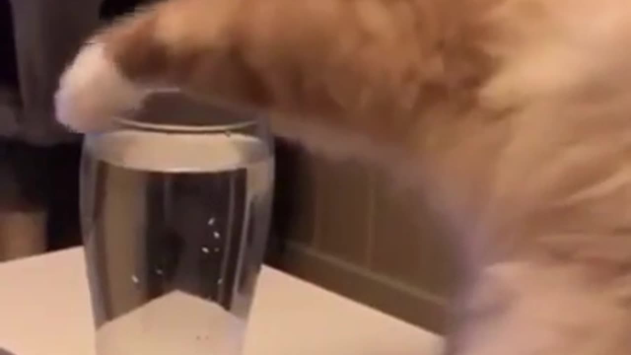 Funny Cat