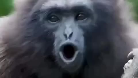 WEIRD SOUNDS OF DIFFERENT MONKEYS