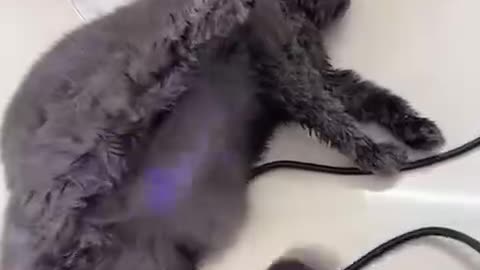 Dry under my right paw a little better please