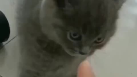 Hur vågar du peka finger på MIG?!? 😾😹