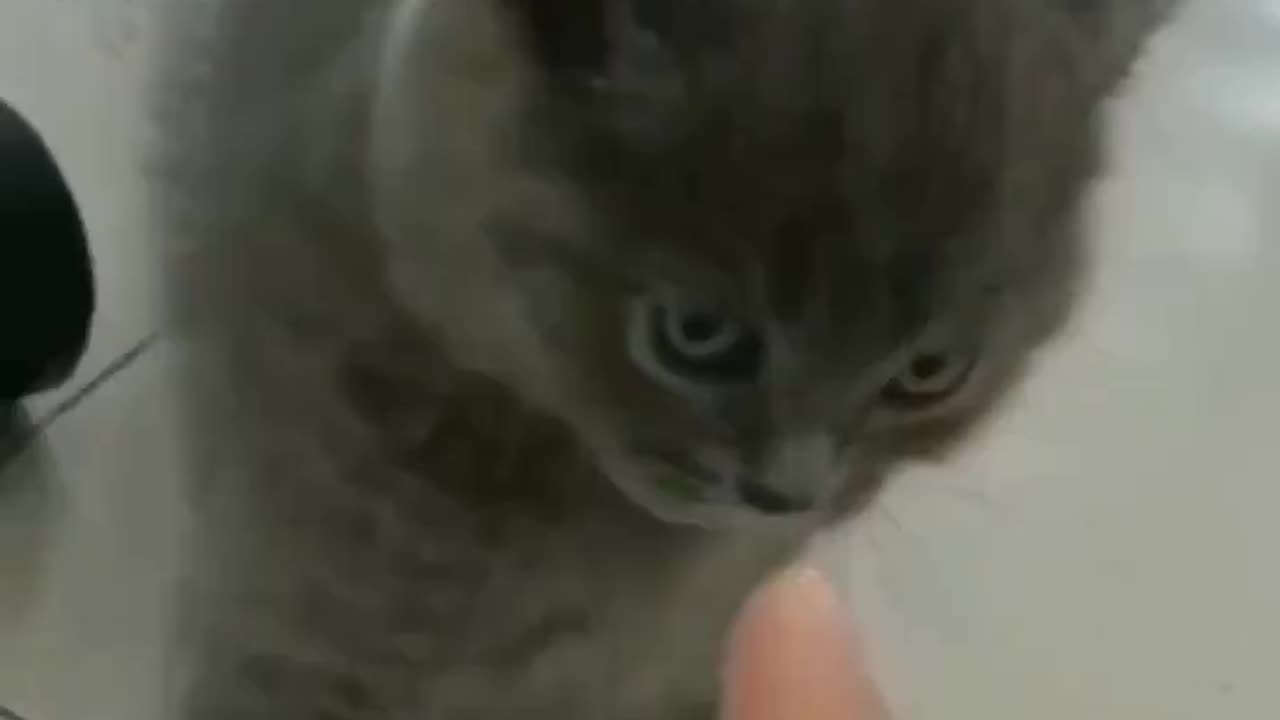 Hur vågar du peka finger på MIG?!? 😾😹