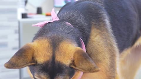 German Shepherd learns to crack eggs