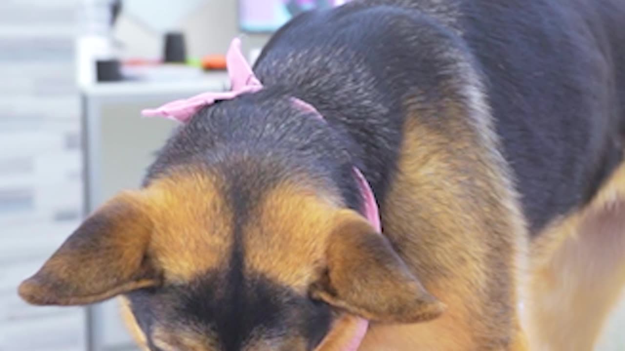 German Shepherd learns to crack eggs