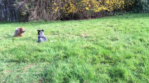 more first day pups