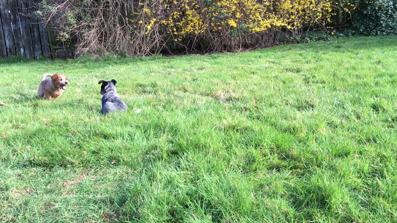 more first day pups