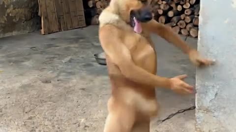 AI Goofy Dancing Pup