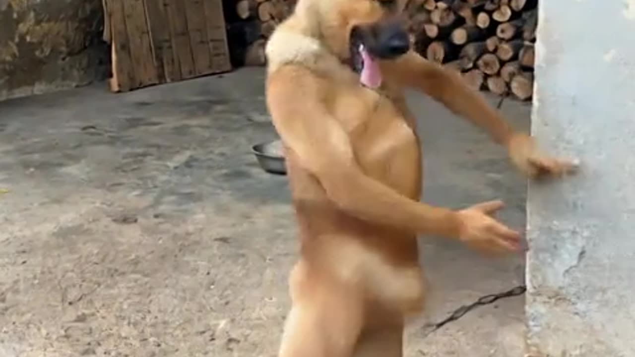 AI Goofy Dancing Pup