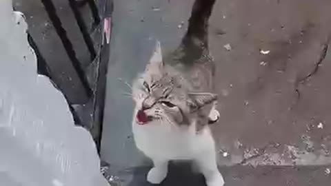 gatitos reclamo