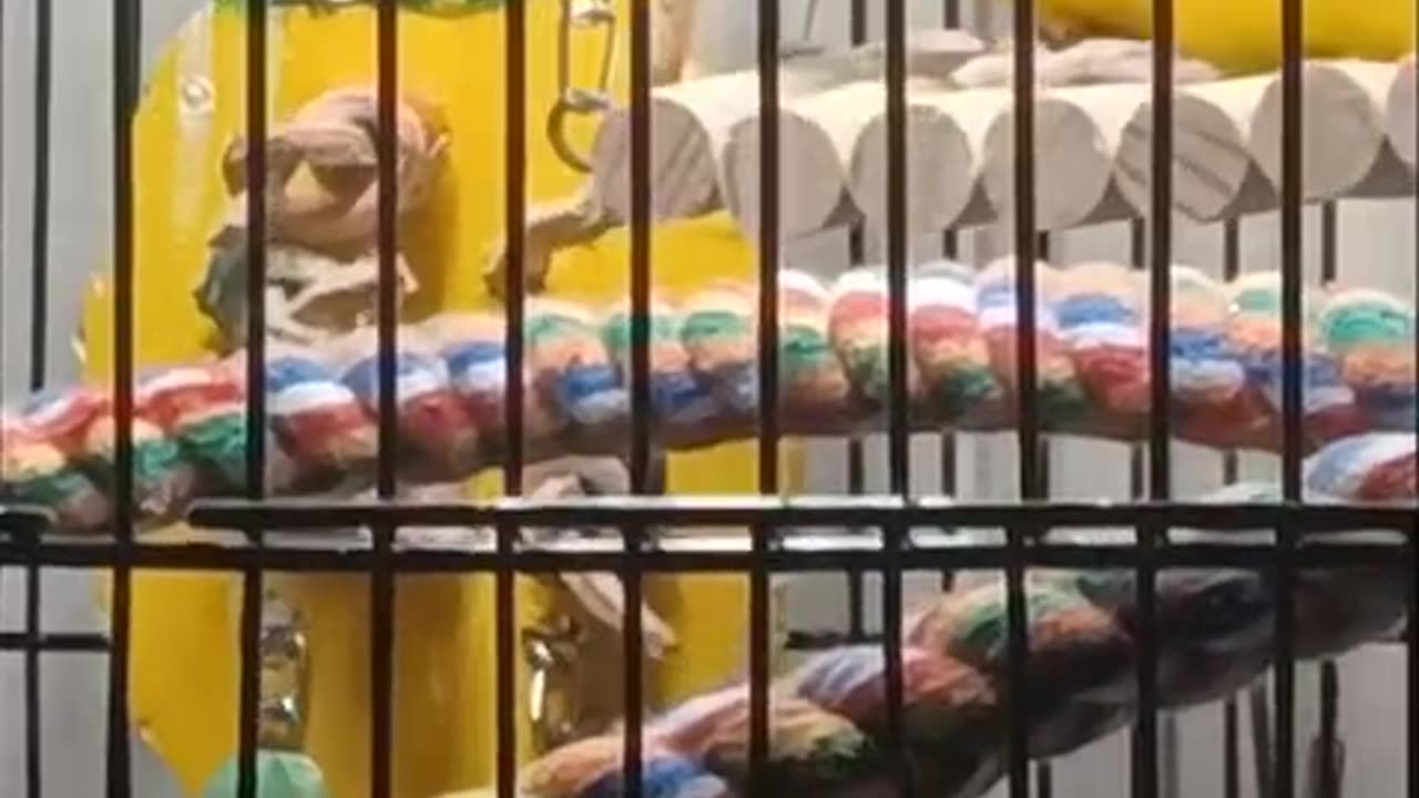 Lovebird Playing