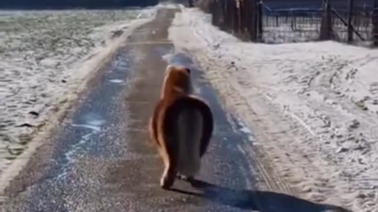 😂😹 Don't Laugh Challenge: Pet Edition 🐶🐾