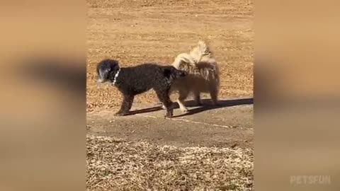 Funny animal video
