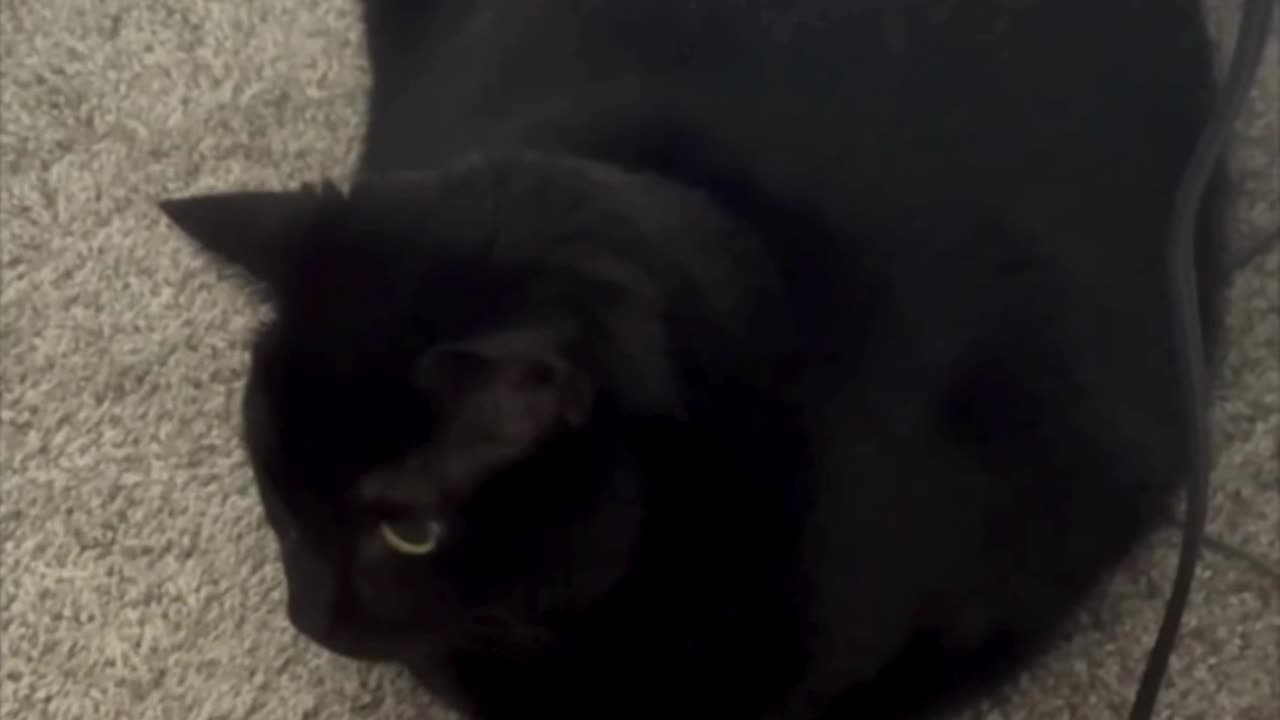 Cute Precious Piper is Such a Beautiful Loaf - Adopting a Cat from a Shelter Vlog #shorts