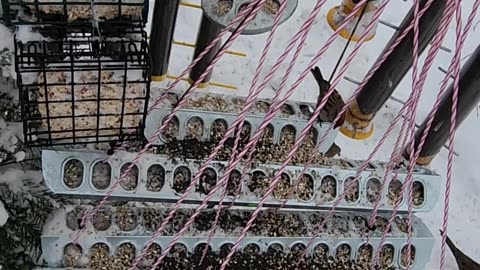 Northern Flicker Woodpecker Zone 5 West Michigan USA