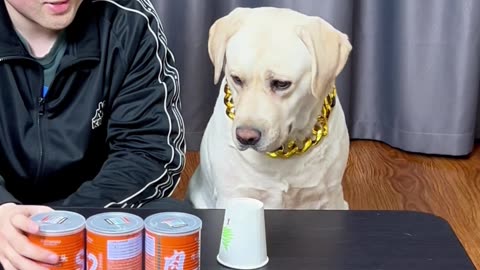狗子：你竟然作弊，太不要脸了…Dog: You actually cheated, it's shameless……