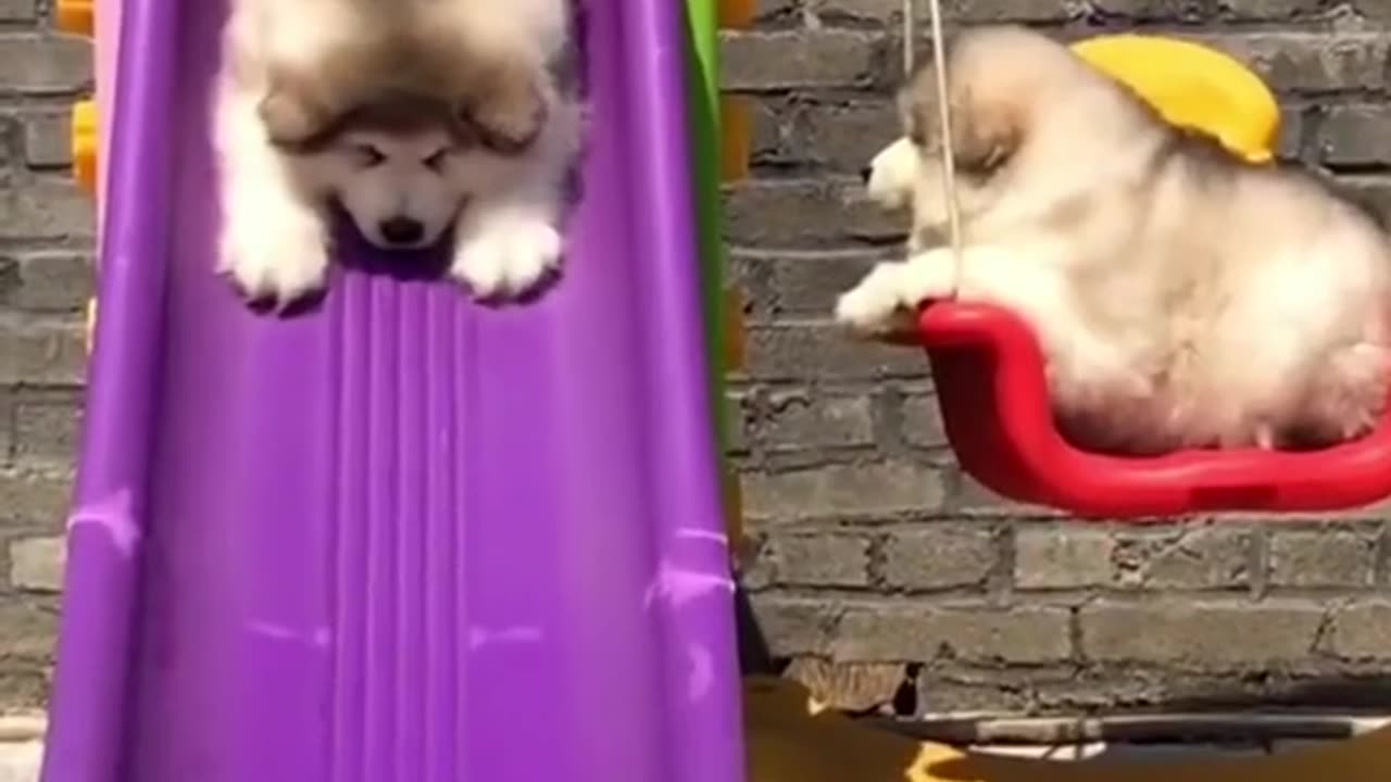 Puppy Play Time