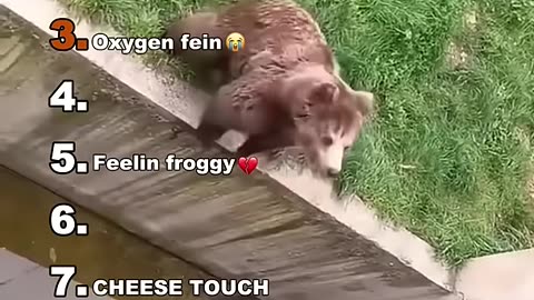 Ranking best Animals Behaviors/ Funny Animal Videos