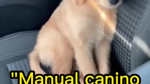 The canine art of sleeping