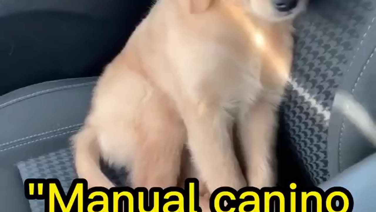 The canine art of sleeping