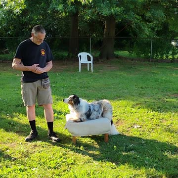 Shaping the Stay Cue short 12